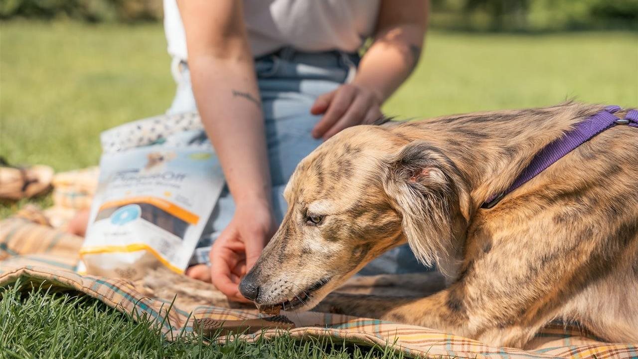 Pet parent gives her dog a ProDen PlaqueOff® Crunchy Dental Bites for Dogs, while sitting on a blanket at the park.