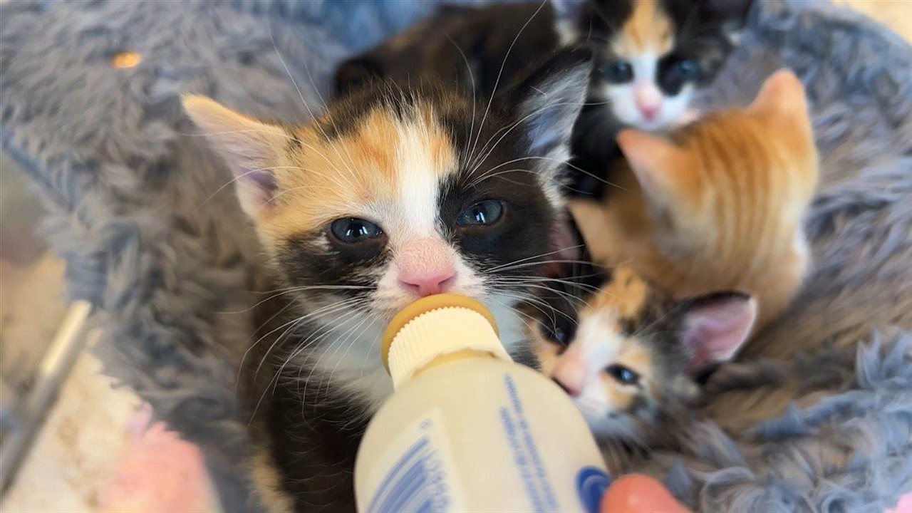 Photo for: Small Paws, Big Needs: Meeting the Demands of Kitten Season