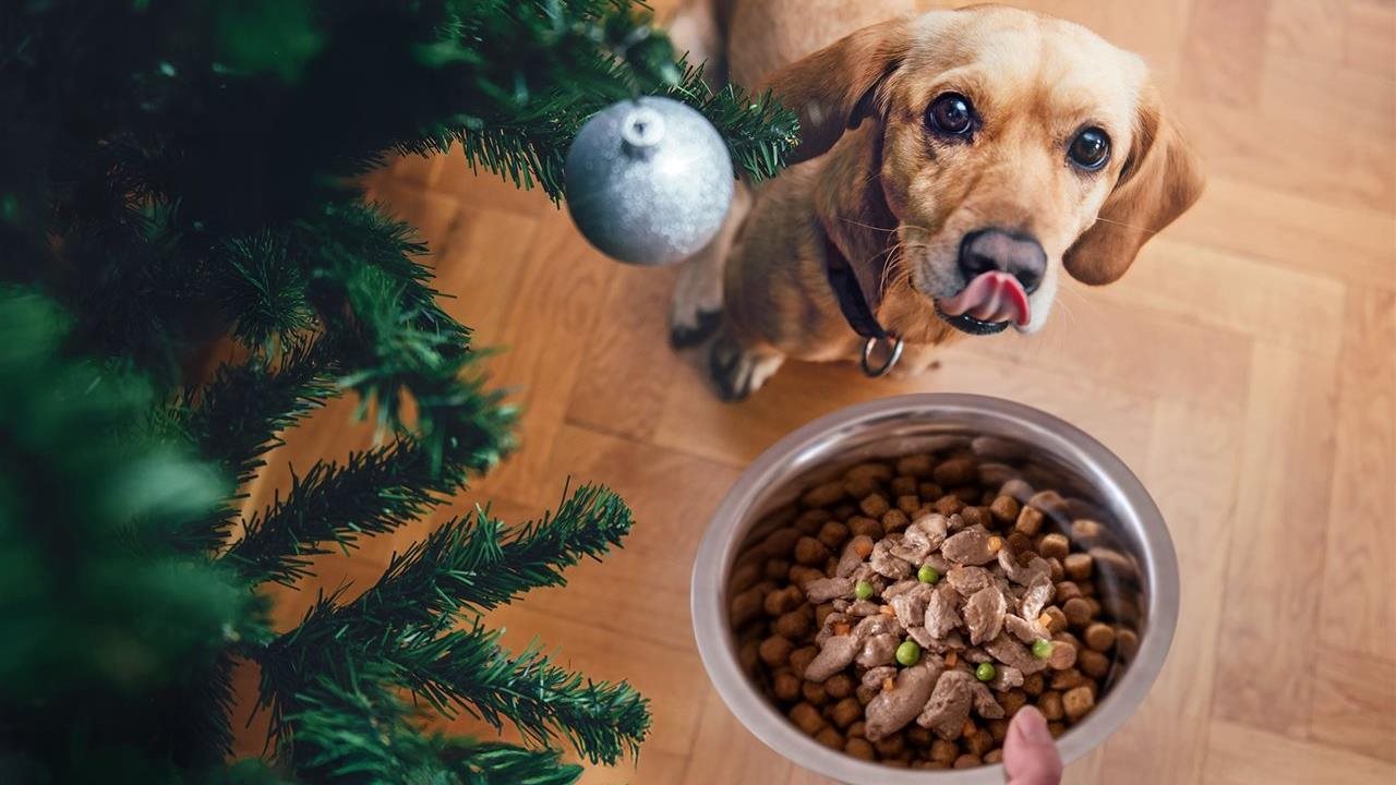 Photo for: 5 ways to support your pet during the busy holiday season