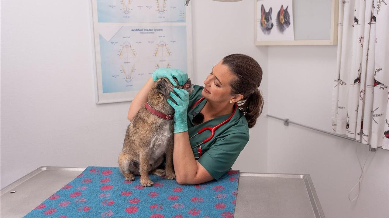 Vet examining dog's teeth at a pet clinic. 70% of cats and  80% of dogs will suffer from some form of dental health issues by the time they are 3 years old.