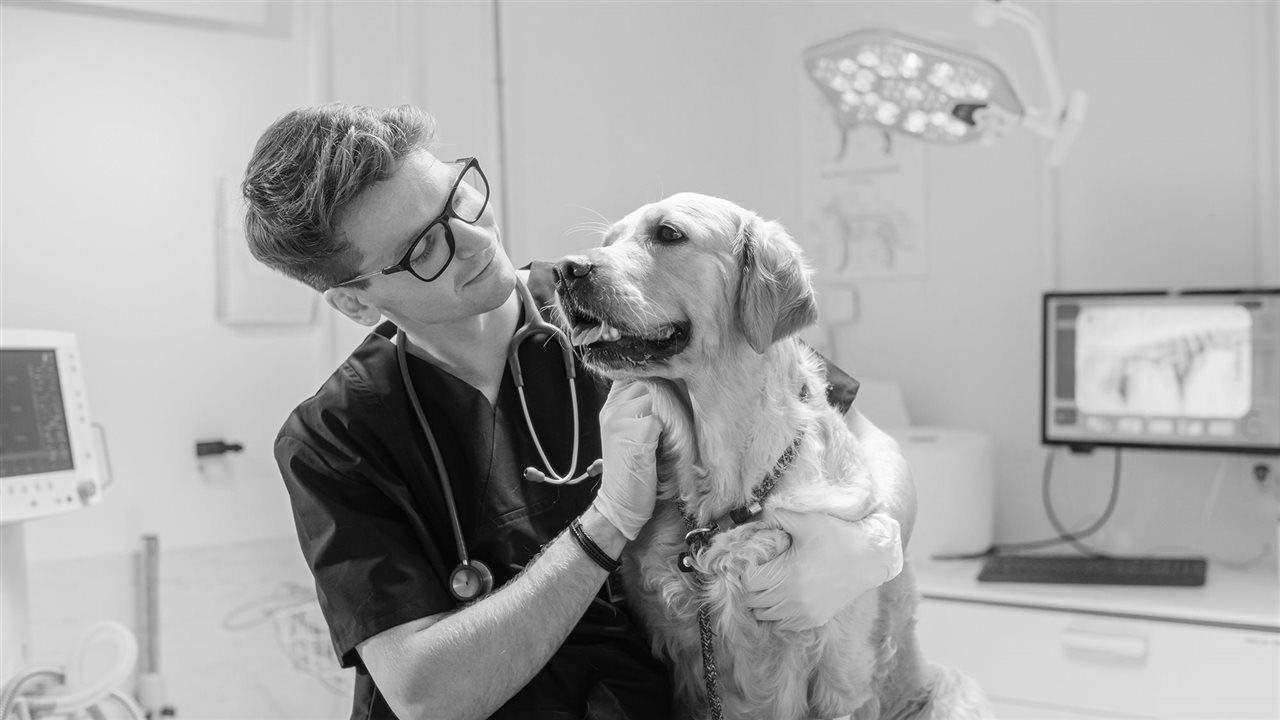 Vet petting a dog sitting on the exam table in a pet clinic after having an examination,