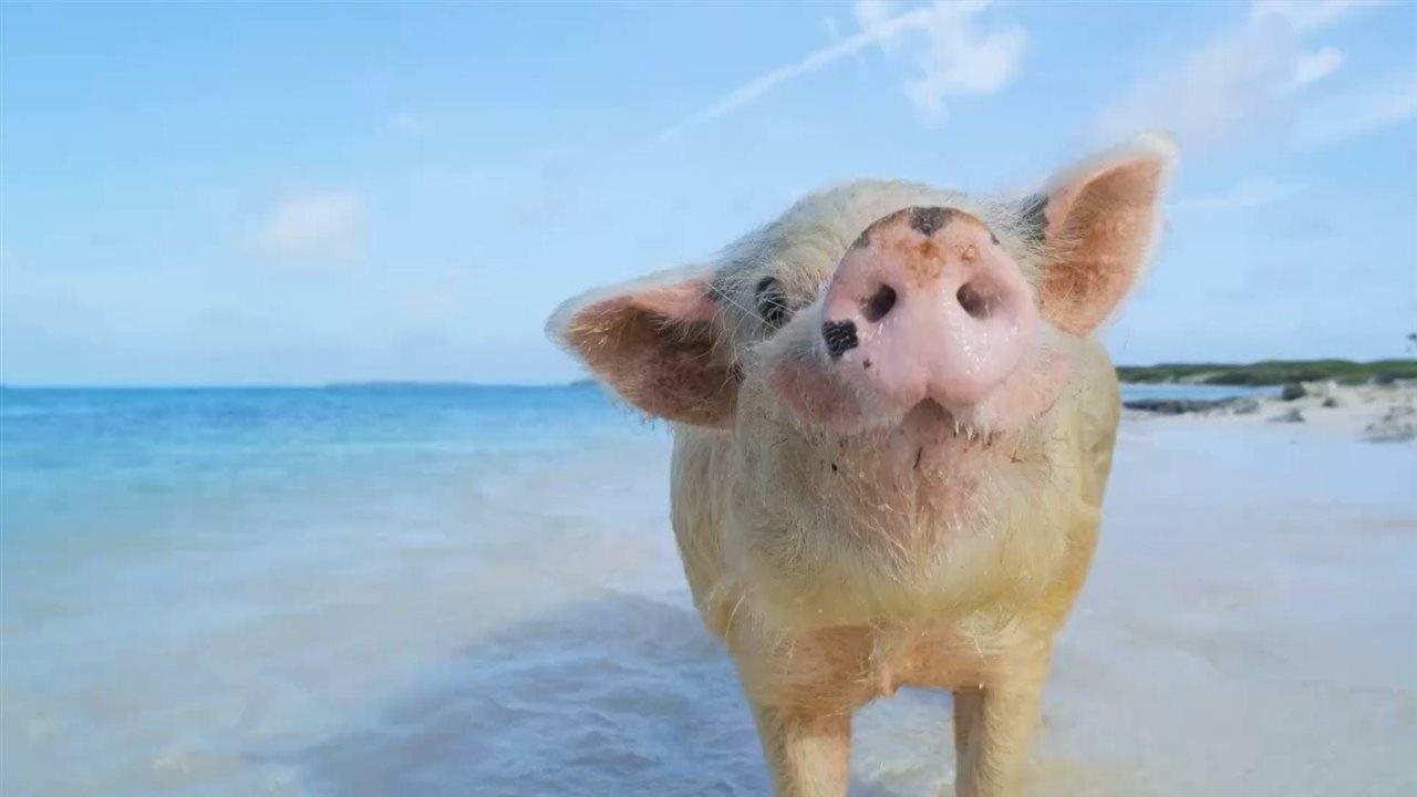 Photo for: ¿Hace una escapada tropical o un crucero durante las vacaciones de primavera o verano de este año? Esto es todo lo que debe saber