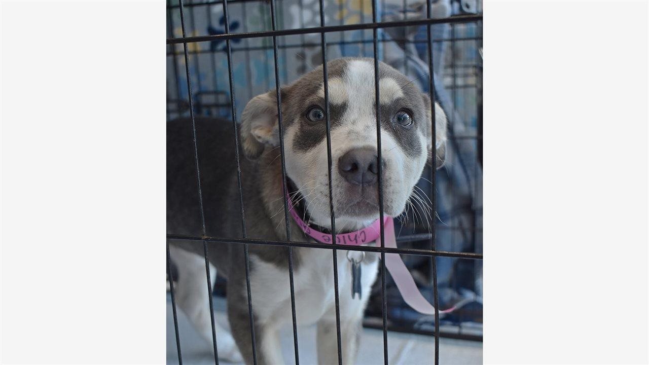 Dog in kennel at facility. PetSet is improving the lives of pets and people.