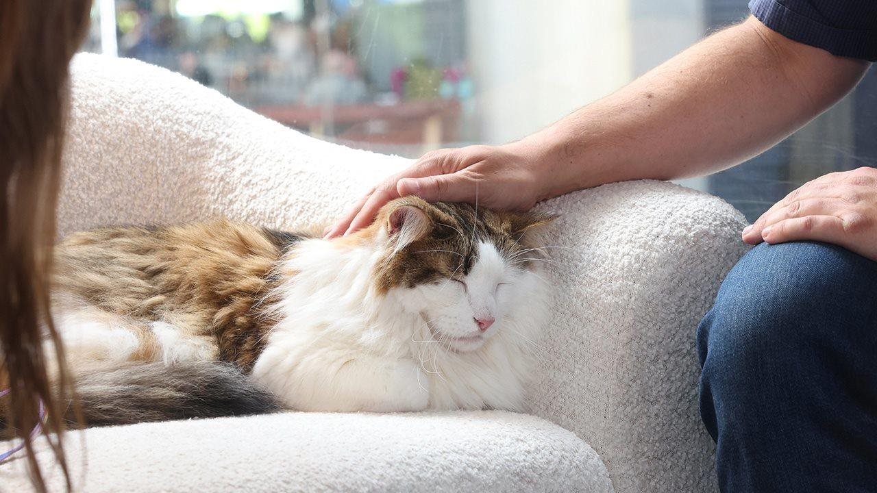 Pet parent petting cat who is sitting on the couch at home.