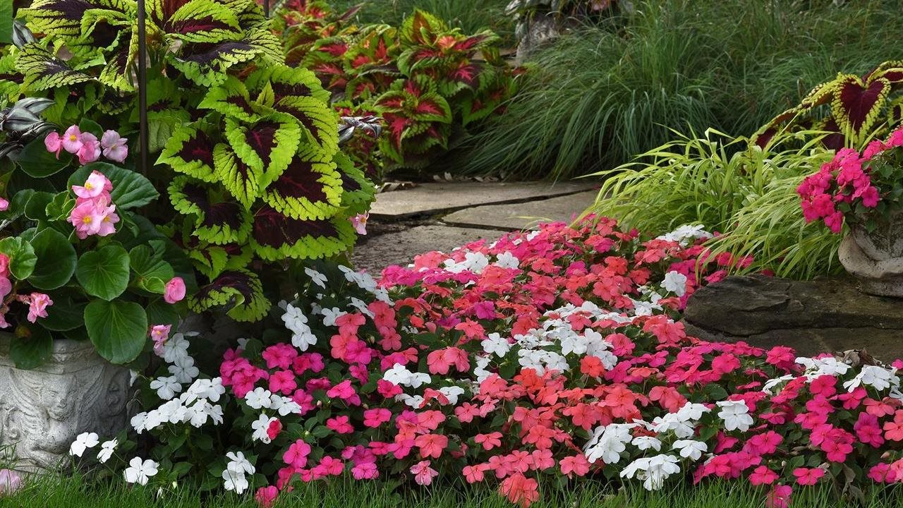 Photo for: Create lasting color impact with bold, shade-loving impatiens