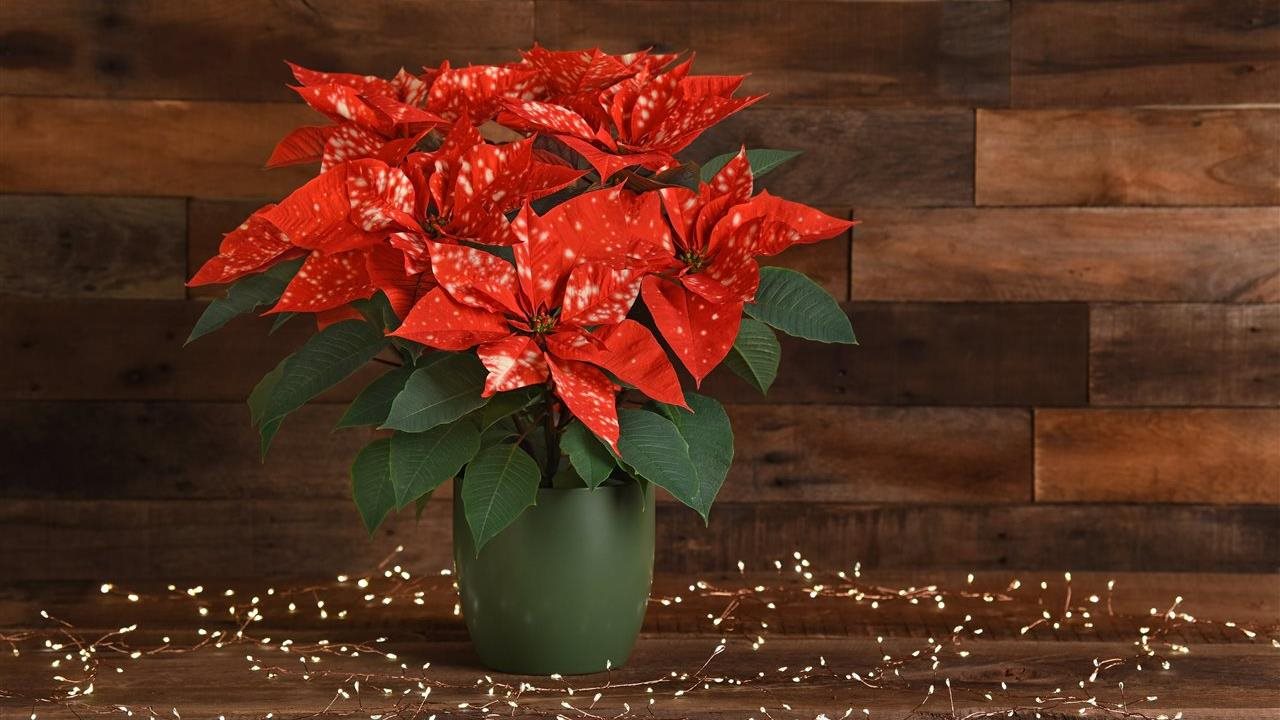 Photo for: Make a holiday statement with charming poinsettias