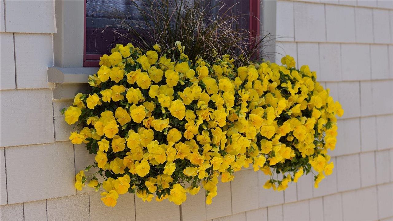 Photo for: How to bring storybook charm to your garden with pansies