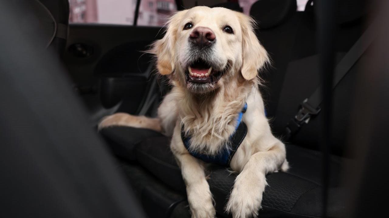 Adorable, happy dog sitting in the back seat of the car; ready for a road trip. Help your dog prepare at Chewy.com.