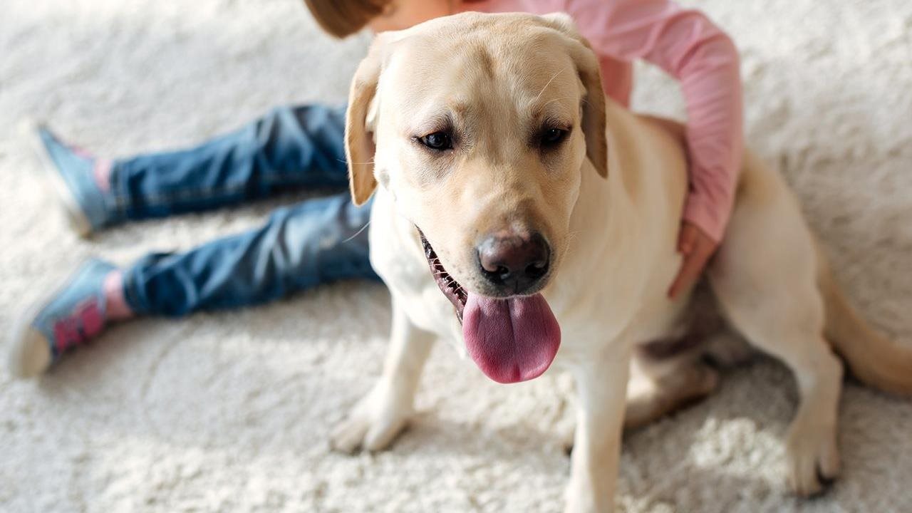 Cute labrador dog and small kid sitting on carpet.