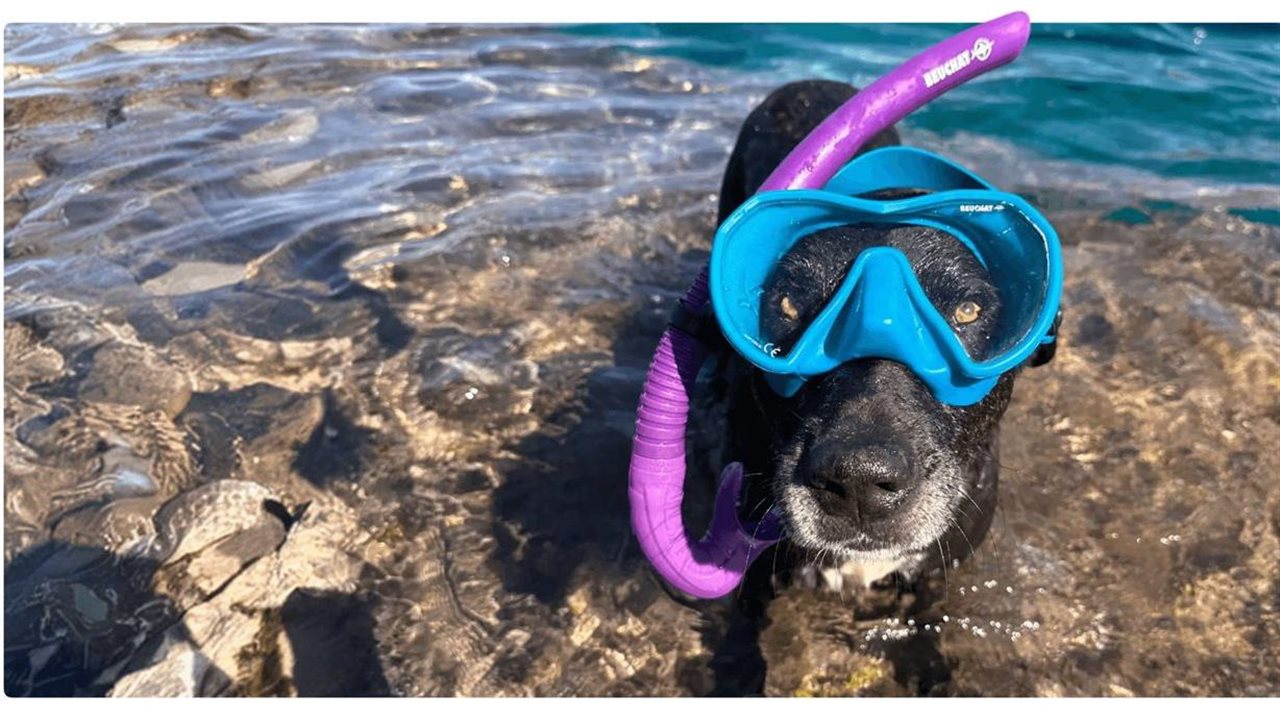 Preview image for How to manage summer's top safety concerns for your pet