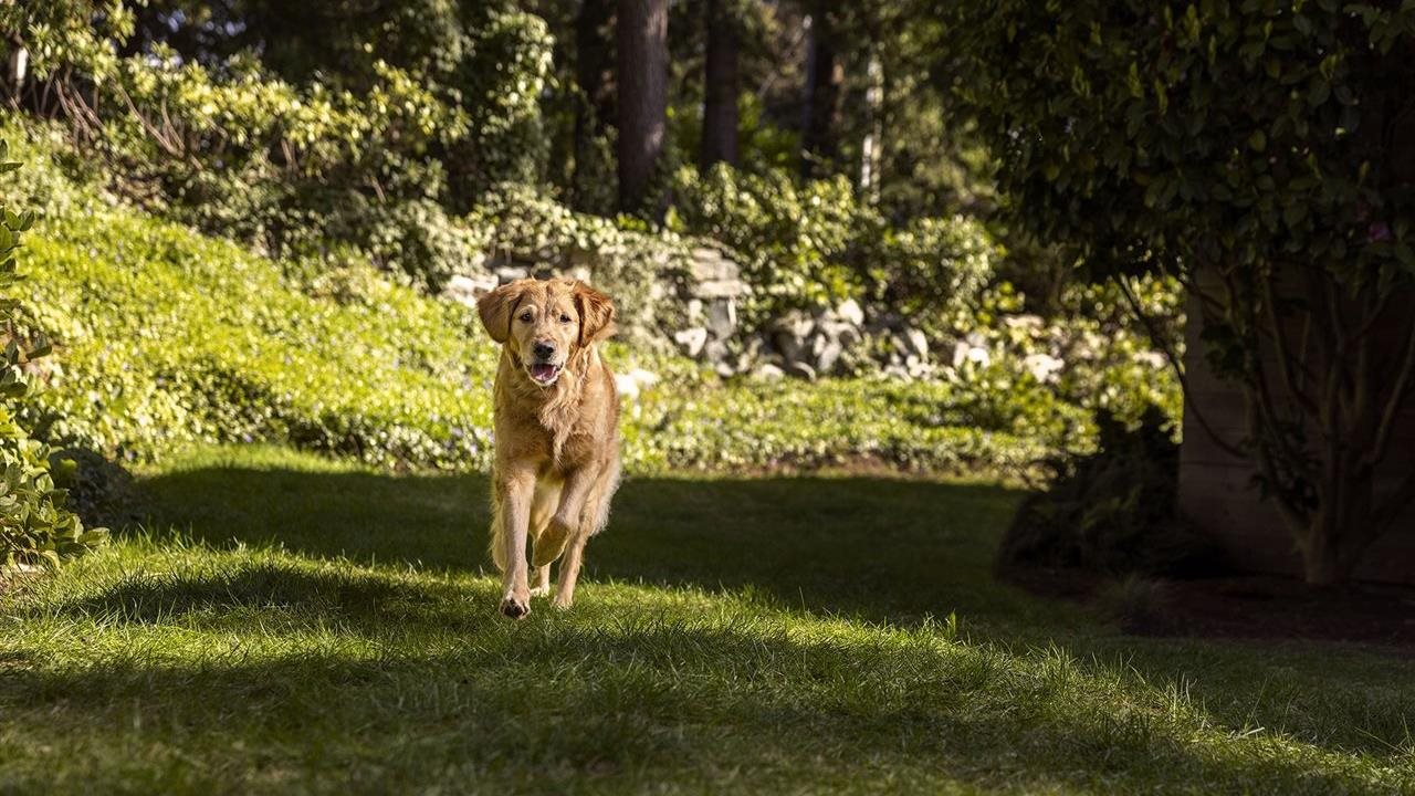 Preview image for Tummy troubles for Fido? How to help your pet feel better