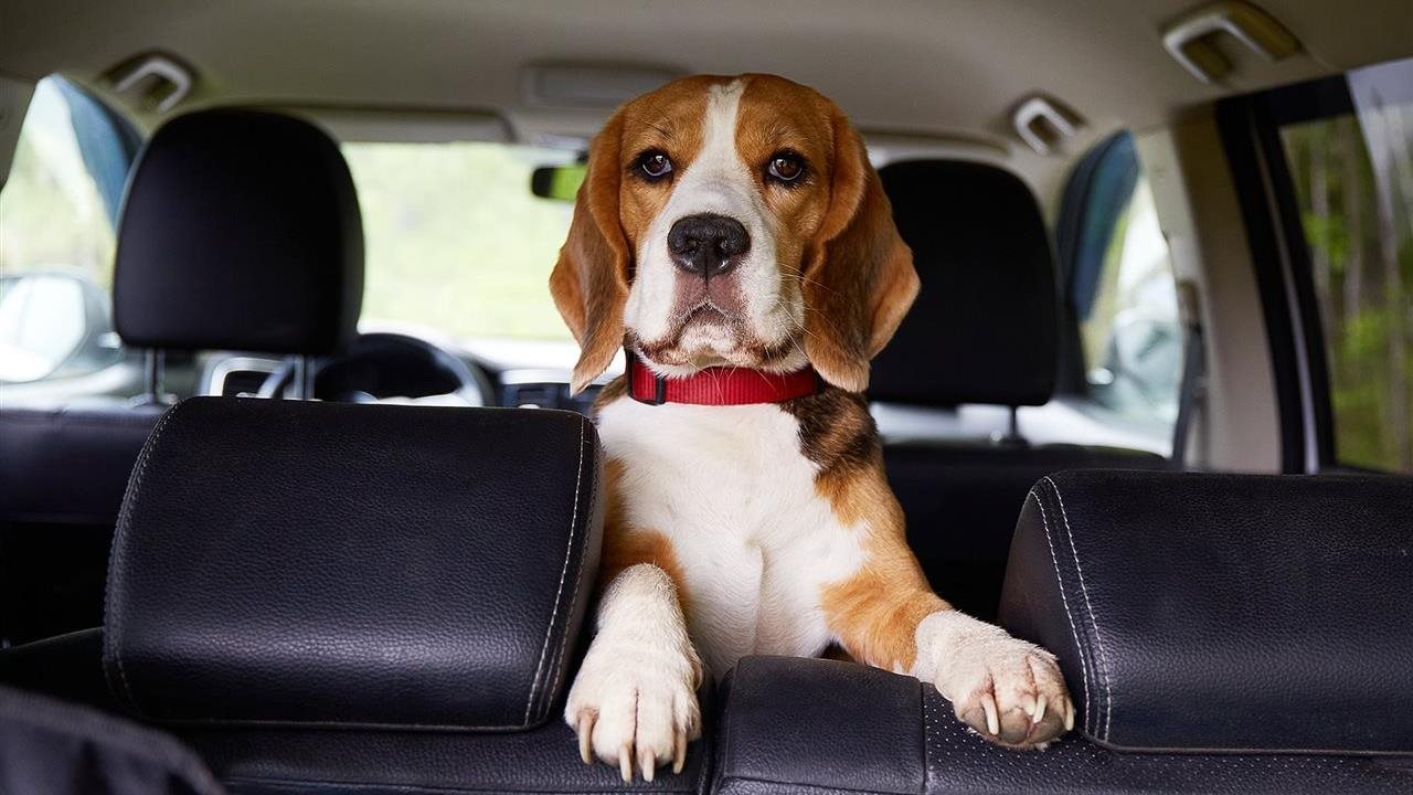 Photo for: How to help dogs with joint issues feel better during the winter