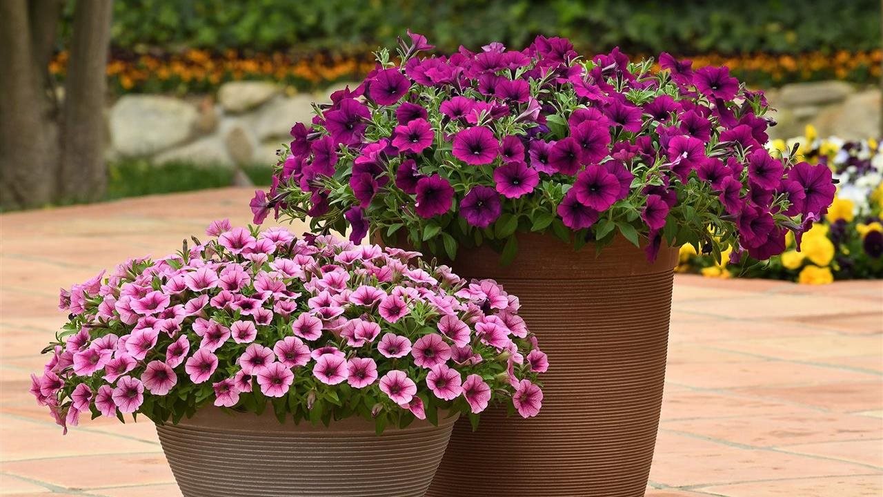 Photo for: Easy ways to color your garden with petunias