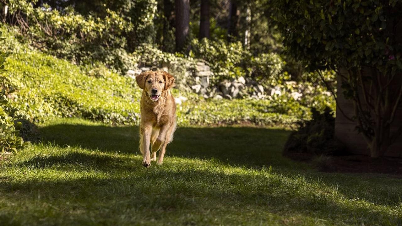 A golden retriever sprints through the grass in a wooded area.