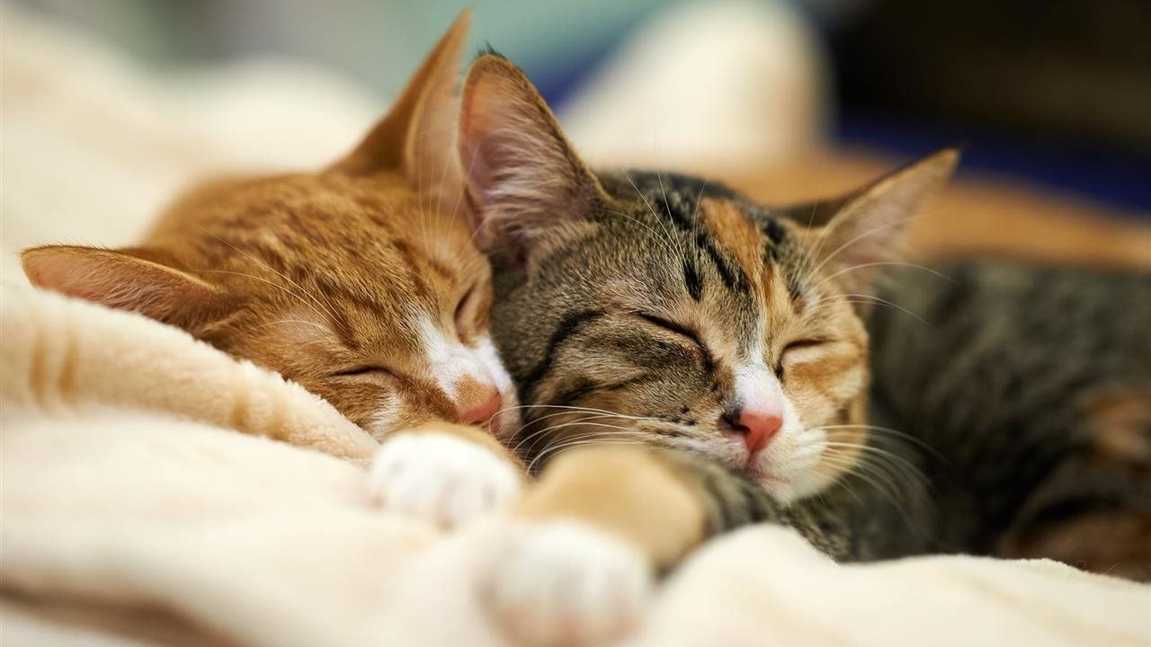 Preview image for How to successfully introduce a new cat to your feline family