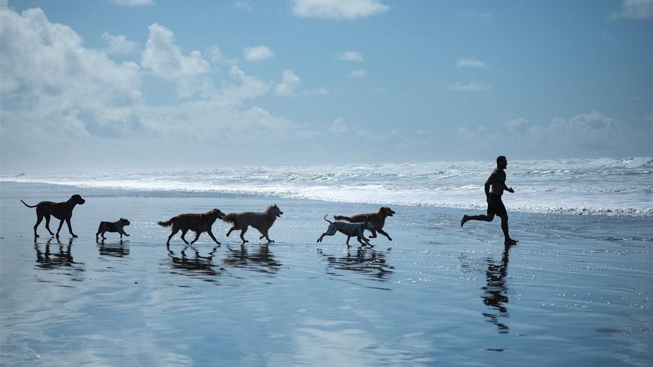 Lee Asher, founder of The Asher House animal sanctuary and dogs following him out on a beach.