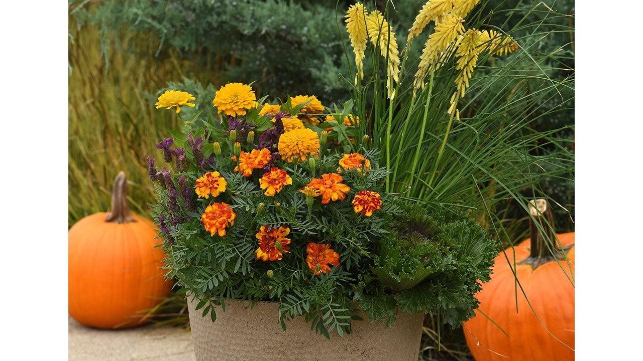 Photo for: How to make the most of your garden this fall