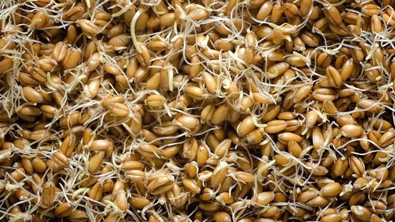 Photo for: Diabetes and heart health: How to add sprouted grains to your diet